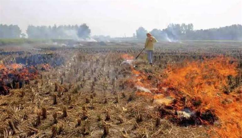 DM enforces ban on burning wheat crop residues post-harvest