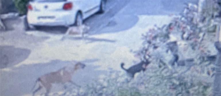 9-Year Old Girl Attacked by Pack of Stray Dogs in Fazilka, Injured