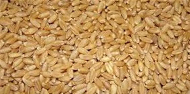Haryana Bans ‘Kachchi Parchi’ System in grain markets After High Court Intervention