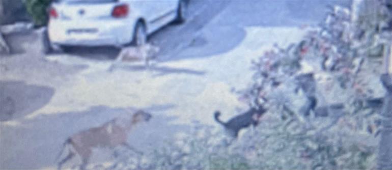 The incident took place in Vijay Colony of Fazilka and was captured on a CCTV camera installed in the area