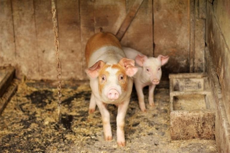 Himachal prohibits confining mother pigs