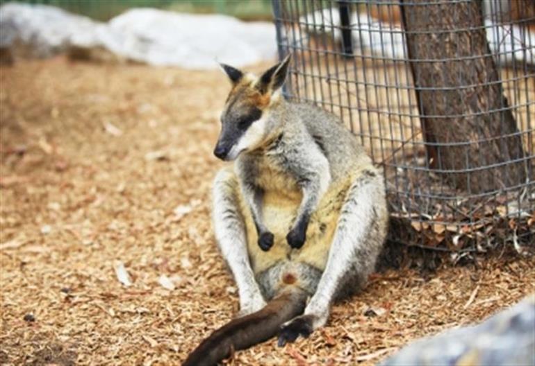 Over 60 Australian species face extinction within 20 yrs: Study