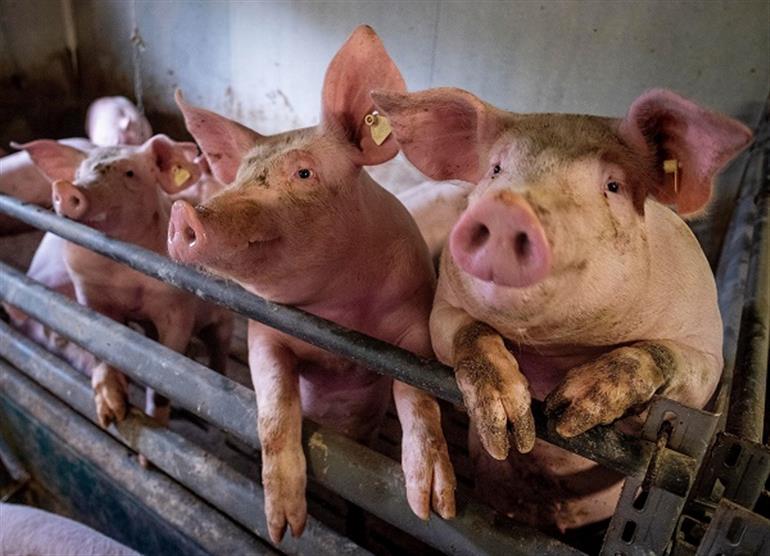 African swine fever detected in swine samples of Patiala, Punjab declared 'controlled area African swine fever detected in swine samples of Patiala, Punjab declared 'controlled area