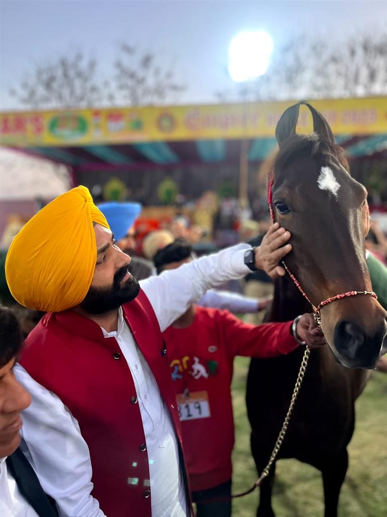 Punjab to prioritise horse rearing as agro-auxiliary occupation: Laljit  Singh Bhullar