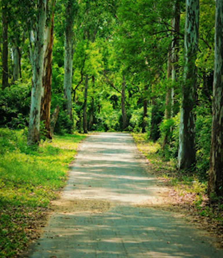 Breaking: Jhajjar Bachauli Wildlife Sanctuary will be developed as an eco-tourism spot
