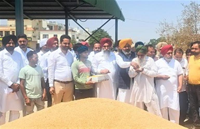 Cheema Kick Starts Wheat Procurement at Dirba Grain Market
