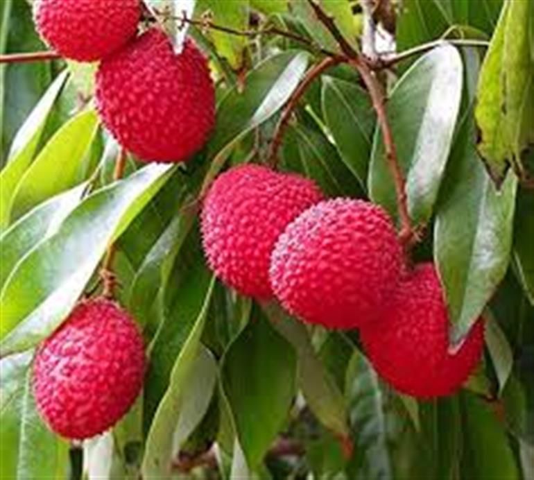 Amazing : Sweetness of pink lychee of Pathankot reaches Doha of Qatar
