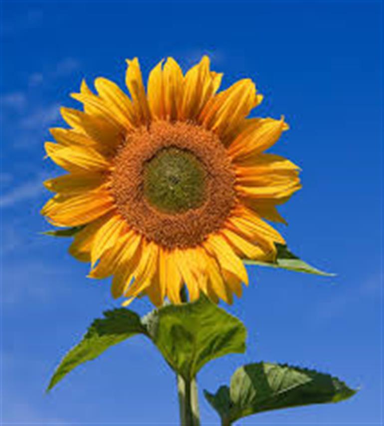 Sunflower procurement date extended by three days, Now till July 3