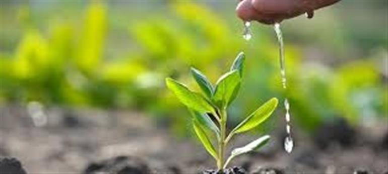 Van Mitra Yojana to increase plantation in the state - Environment Minister 