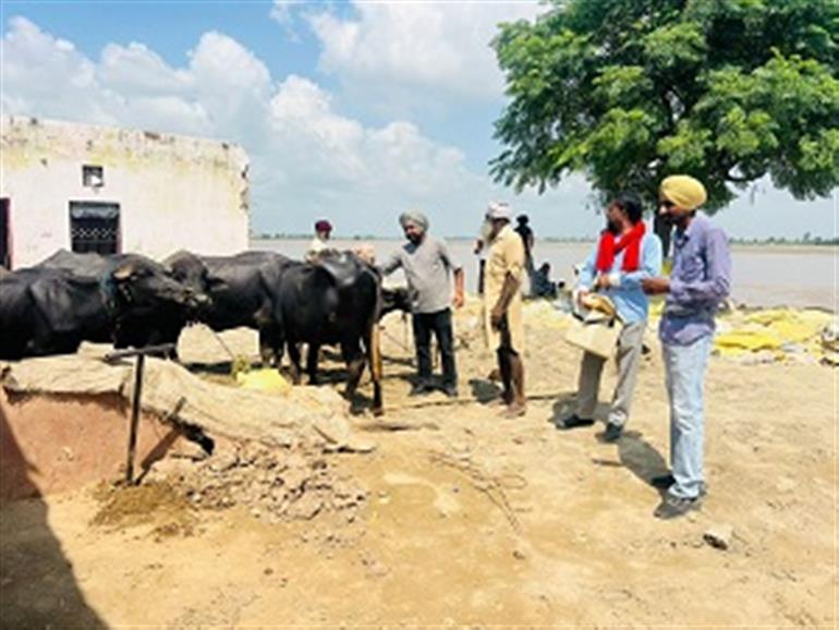 Punjab rolls out comprehensive & time bound action plan to protect livestock from flood aftermath