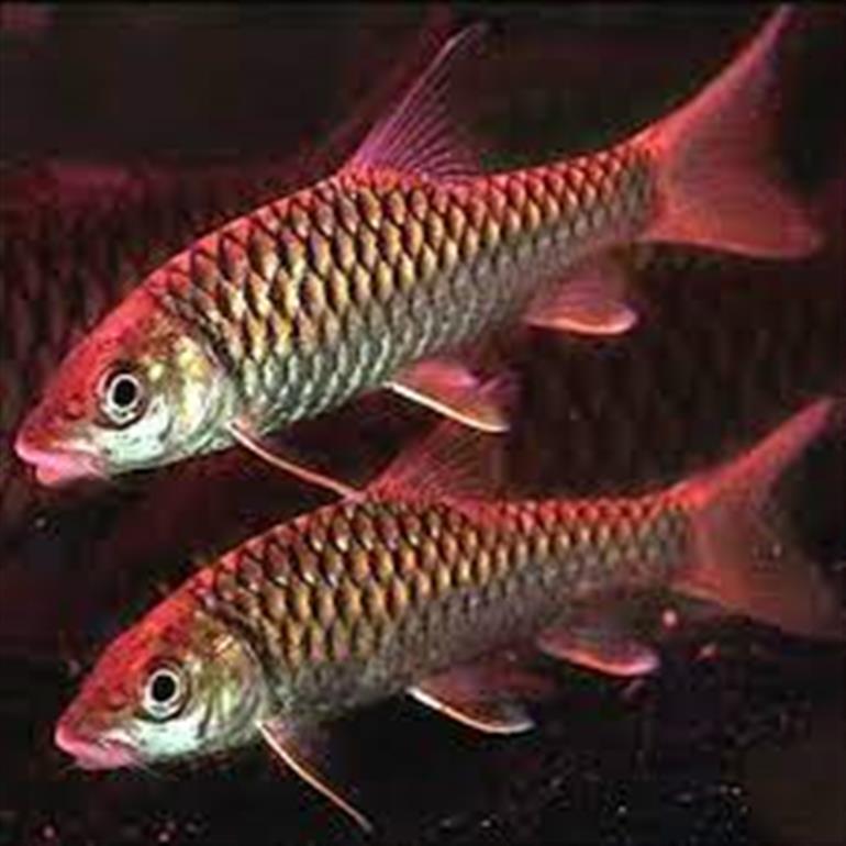Himachal : Fisheries Dept honoured with prestigious SKOCH Gold Award-2025