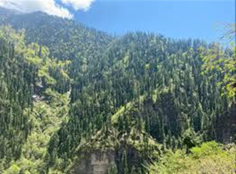 Himachal : CBO&39;s to get performance based incentives for ensuring survival of saplings