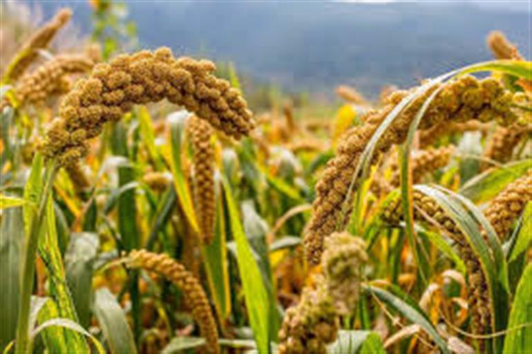 Farmers to receive additional Rs. 50 per quintal on millet procured by state agencies