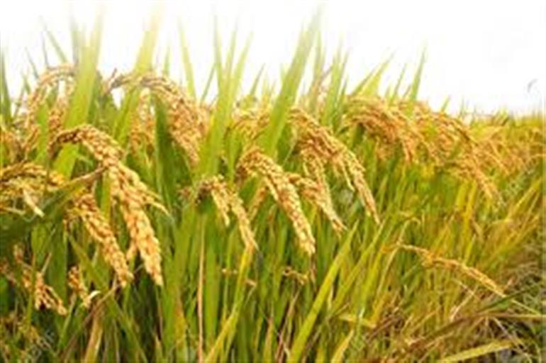 Paddy procurement season 2025 : Over 4.32 lakh farmers benefitted from Minimum Support Price so far