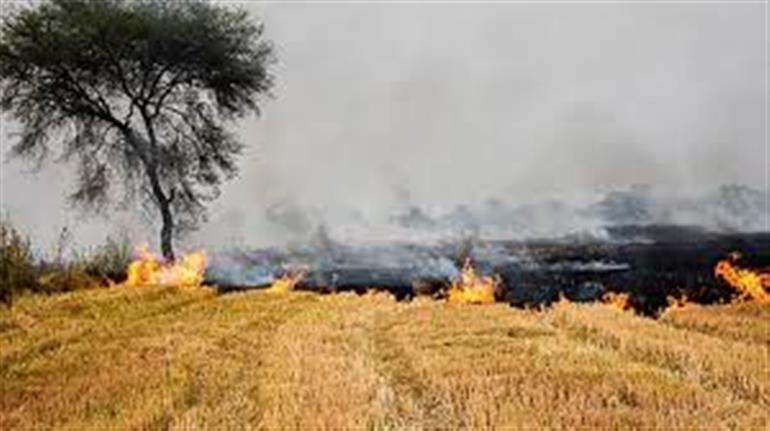 Punjab witnesses 4-fold drop in farm fires since 2023