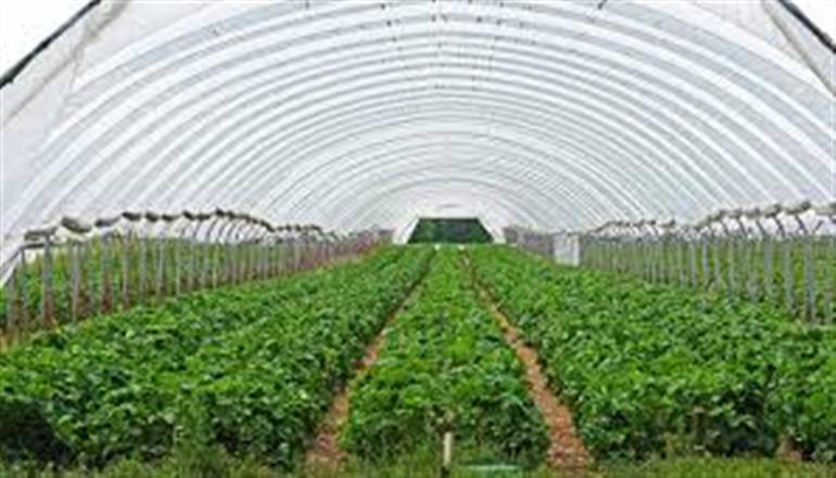 Engineer Opts for Modern Polyhouse Farming, Earns Up to 14 Lakh Annually with Support from Horticulture Department