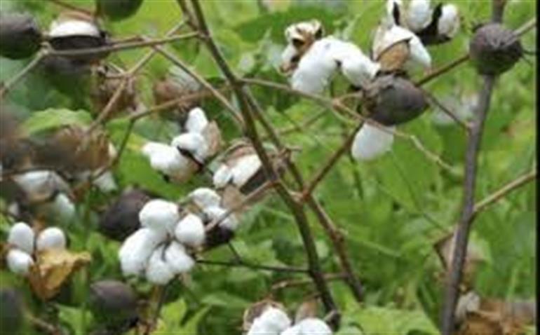 Kapas Kisan App launched for Cotton Farmers to Sell Their Produce