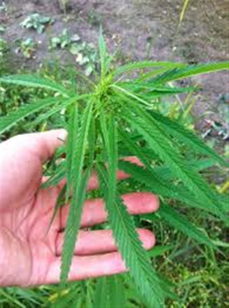 From &39;Wild weed to Himalayan gold&39;, CM Sukhu charts a new economic frontier through industrial hemp