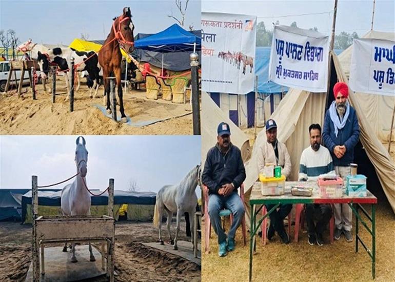 Maghi Mela: Hoofbeats echo &39;Ghora Mandi&39; as animal enthusiasts converge at Sri Muktsar Sahib
