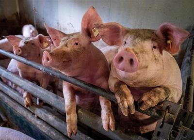 African swine fever detected in swine samples of Patiala, Punjab declared 'controlled area