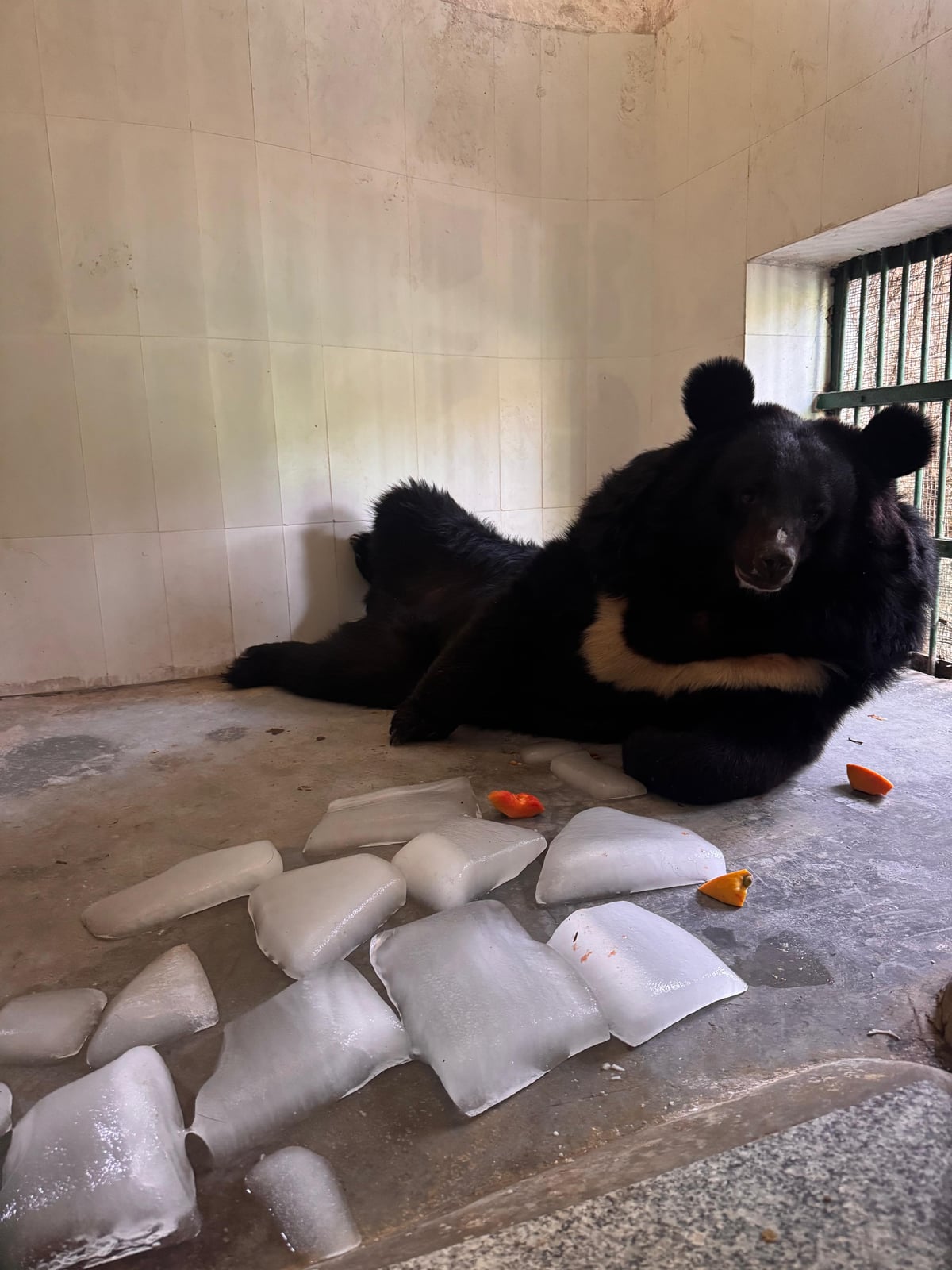 Heatwave Action Plan: Ice therapy & Hydration Diet for Wildlife Introduces in Chhatbir Zoo Under Lal Chand Kataruchak’s Guidance