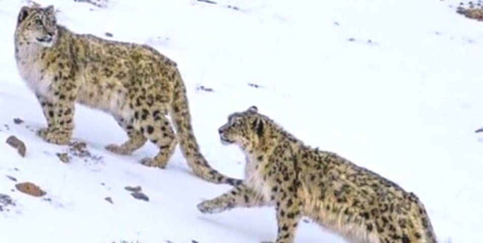 Winter arrives in Chamba’s Tribal belt as Pangi, Bharmour receive fresh snowfall; two snow leopards spotted